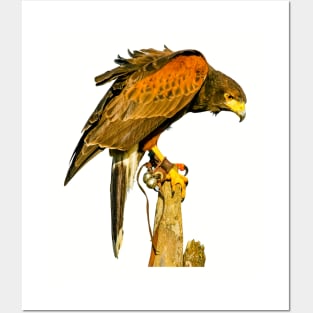 Harris Hawk on alert Posters and Art